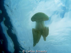 Jellyfish by Carlos Ernesto 
